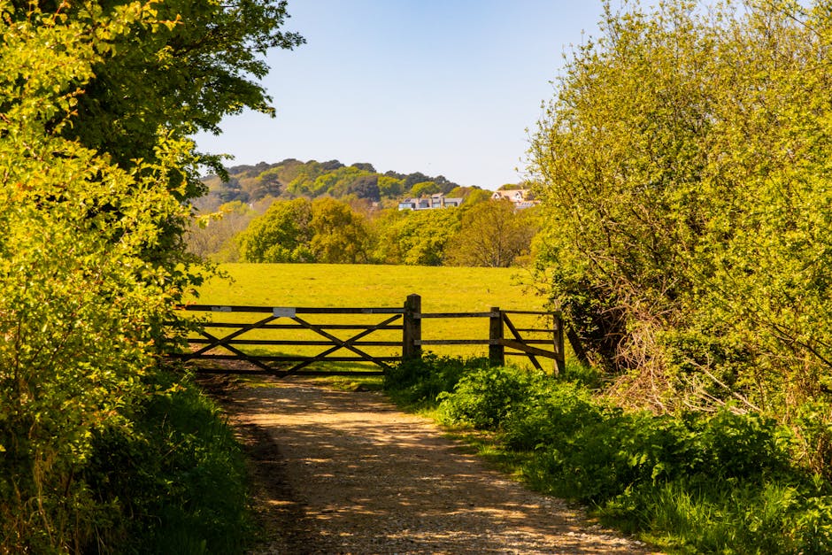 A countryside scene showing a gravel pathway leading to a wooden gate, surrounded by lush green trees and bushes on a bright, sunny day. Beyond the gate, there is an open grassy field with scattered trees and a distant view of houses on a gentle hill. The scene is part of an outdoor setting near Scadbury Park, with natural light illuminating the foliage and landscape. This environment could serve as a staging area for home relocation or moving services, such as loading or unloading furniture and boxes with the assistance of Man with Van Locksbottom, capturing the natural flow of moving logistics through scenic outdoor surroundings.